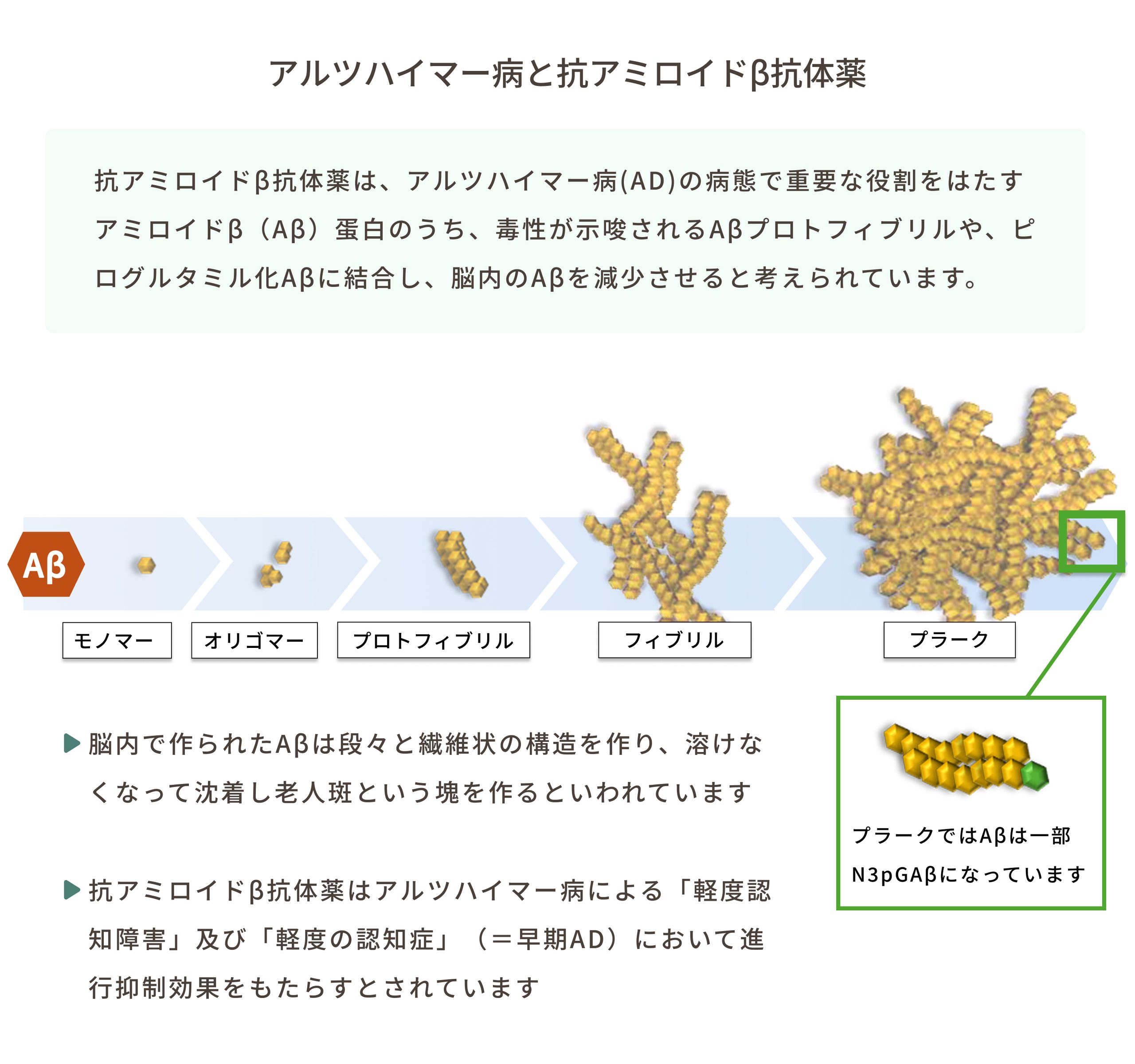 アルツハイマー病と抗アミロイドβ抗体薬